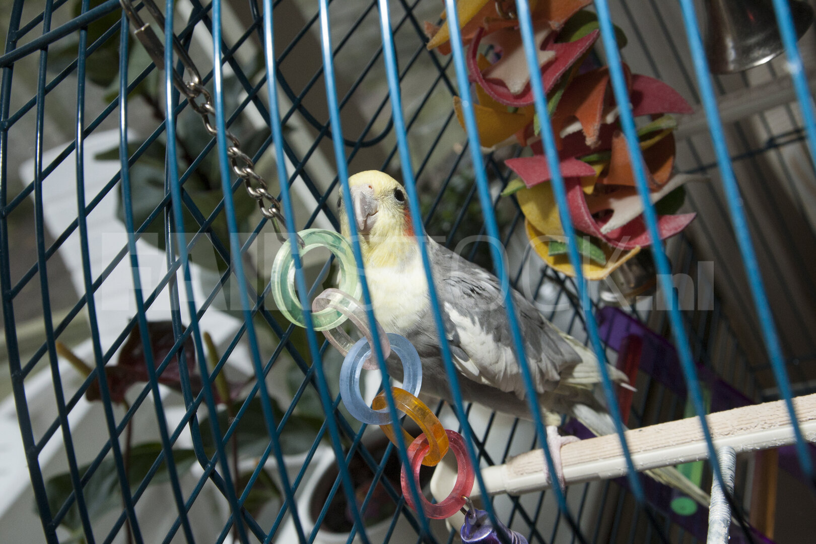 Nieuwsgierige valkparkiet in kooi