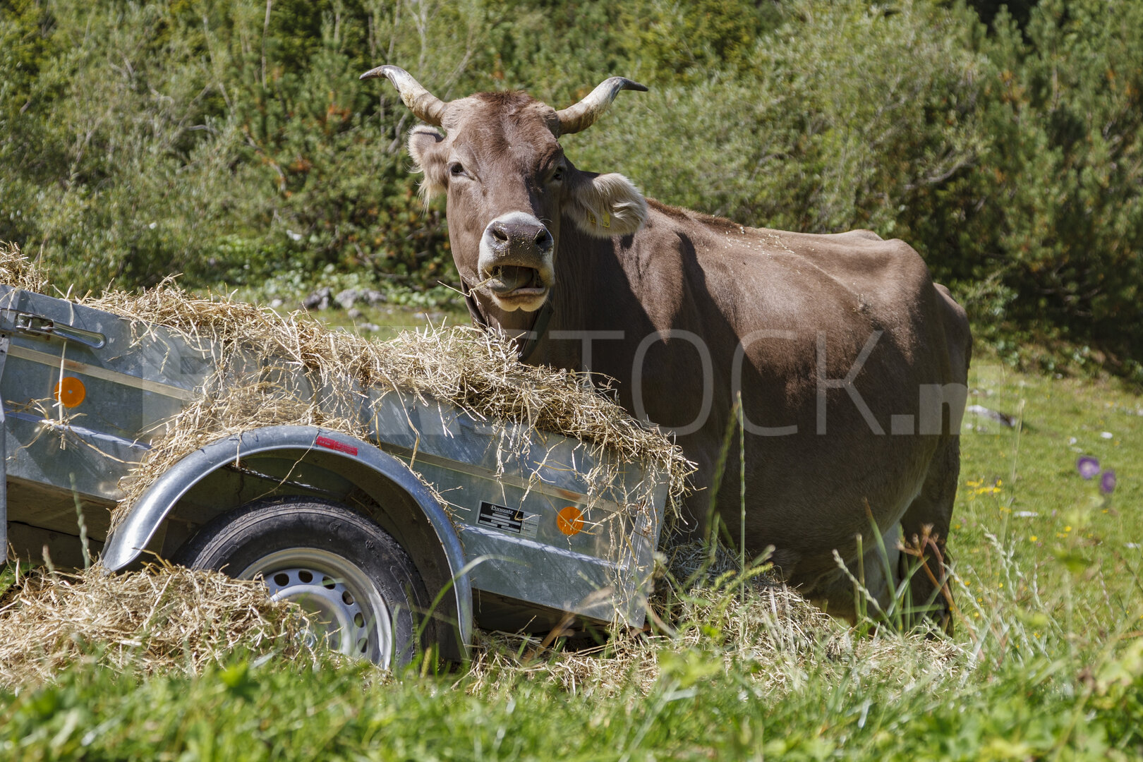 Bruine koe eet hooi in weide Stubaital