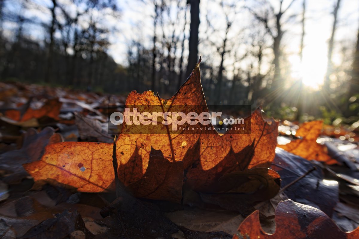 Herfstbladeren in ochtendzonlicht