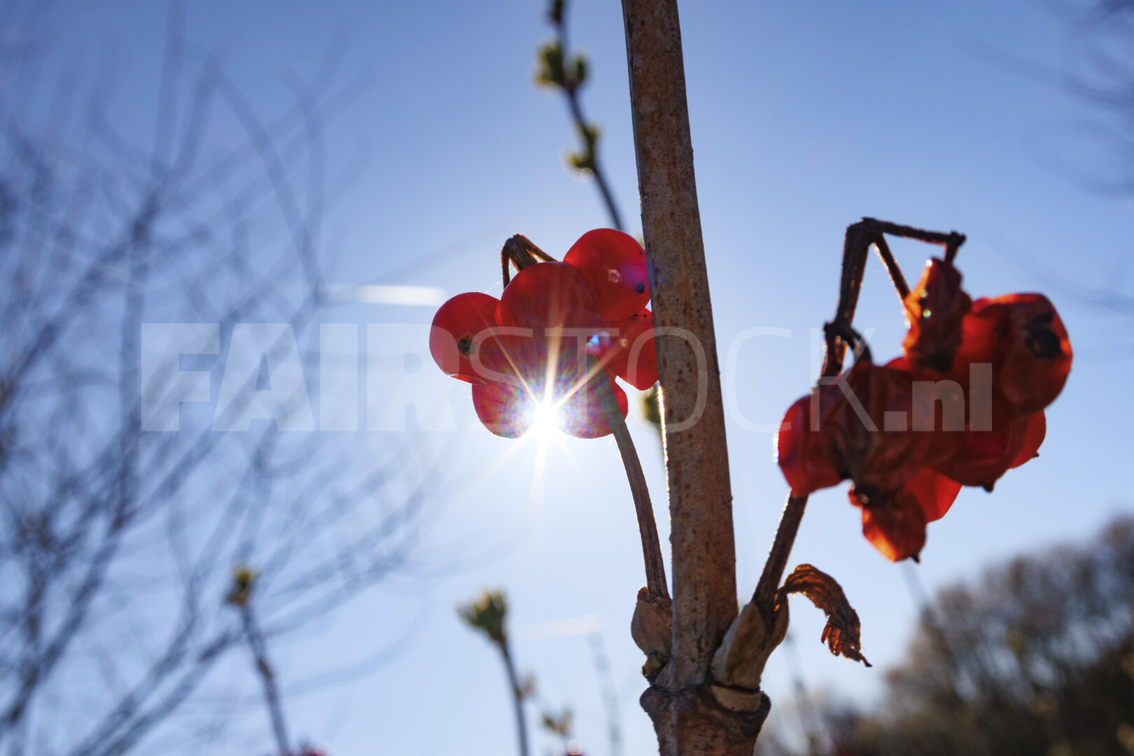 Bright sunlight shining through red berries on a branch against