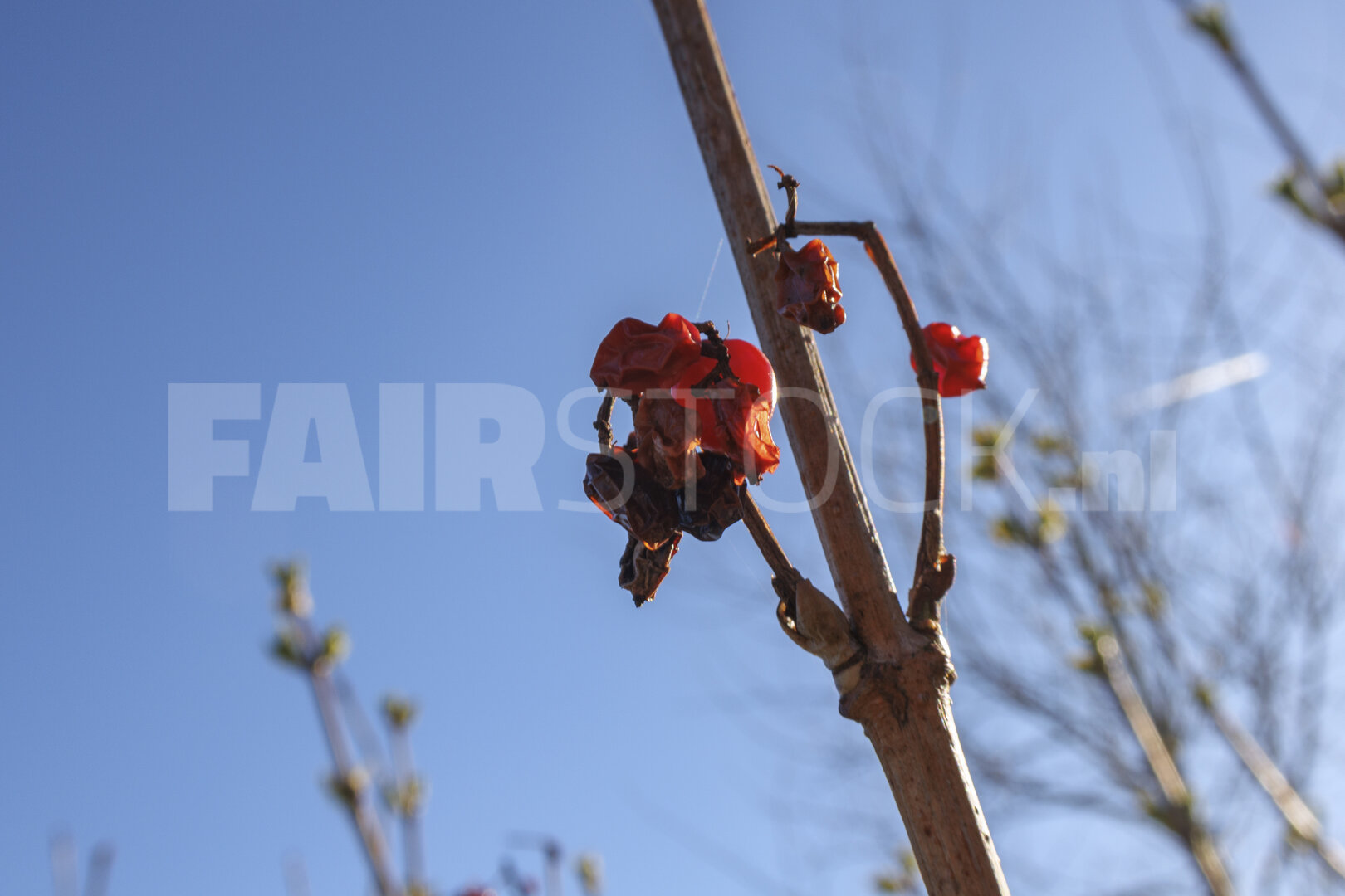 Bright red berries clinging to bare branches against a clear blu