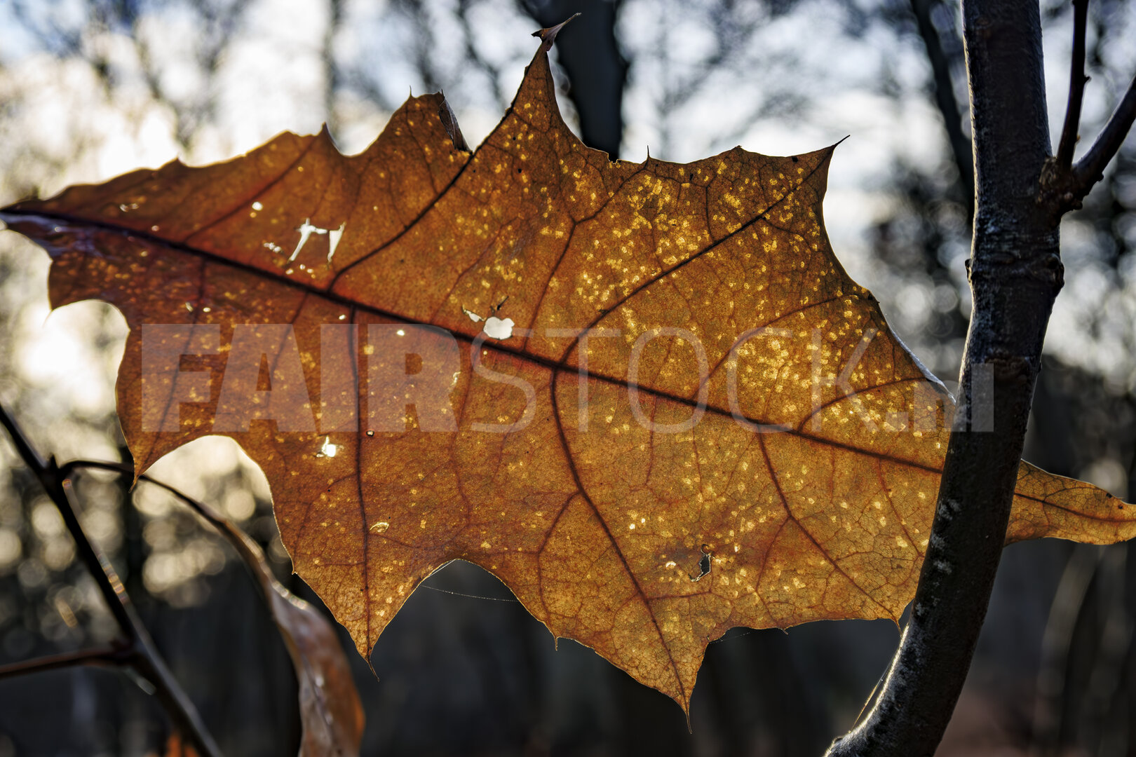 Herfst en winter in één blad