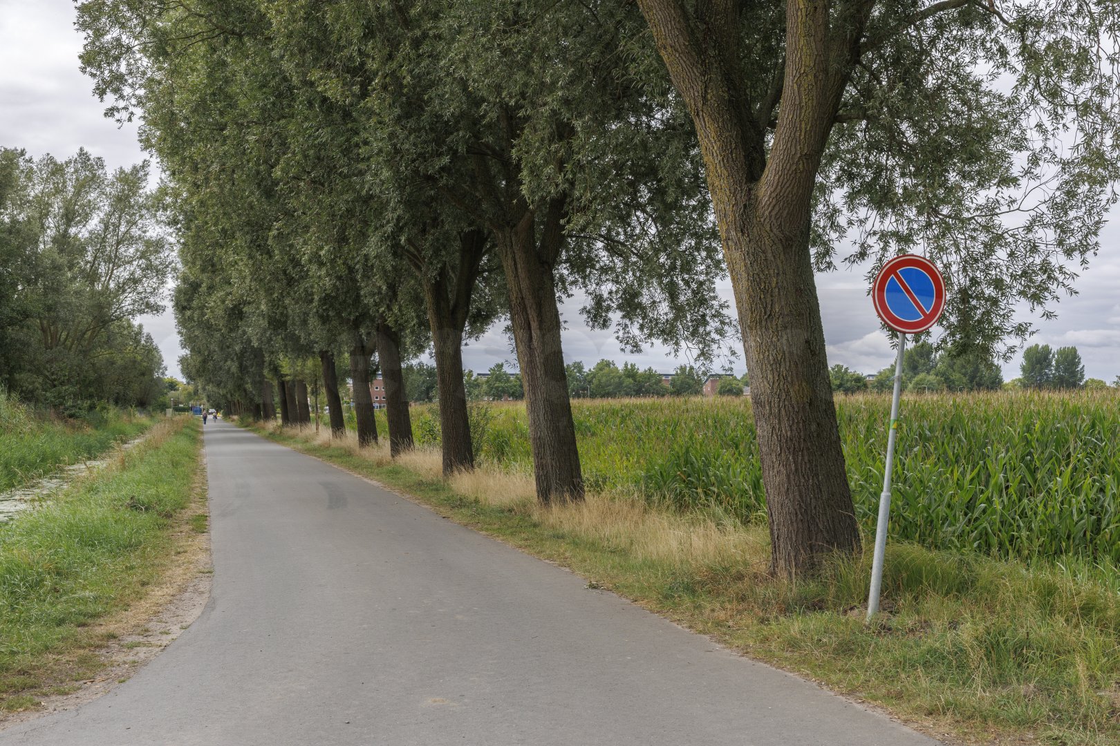 Landweg met bomenrij en maïsveld