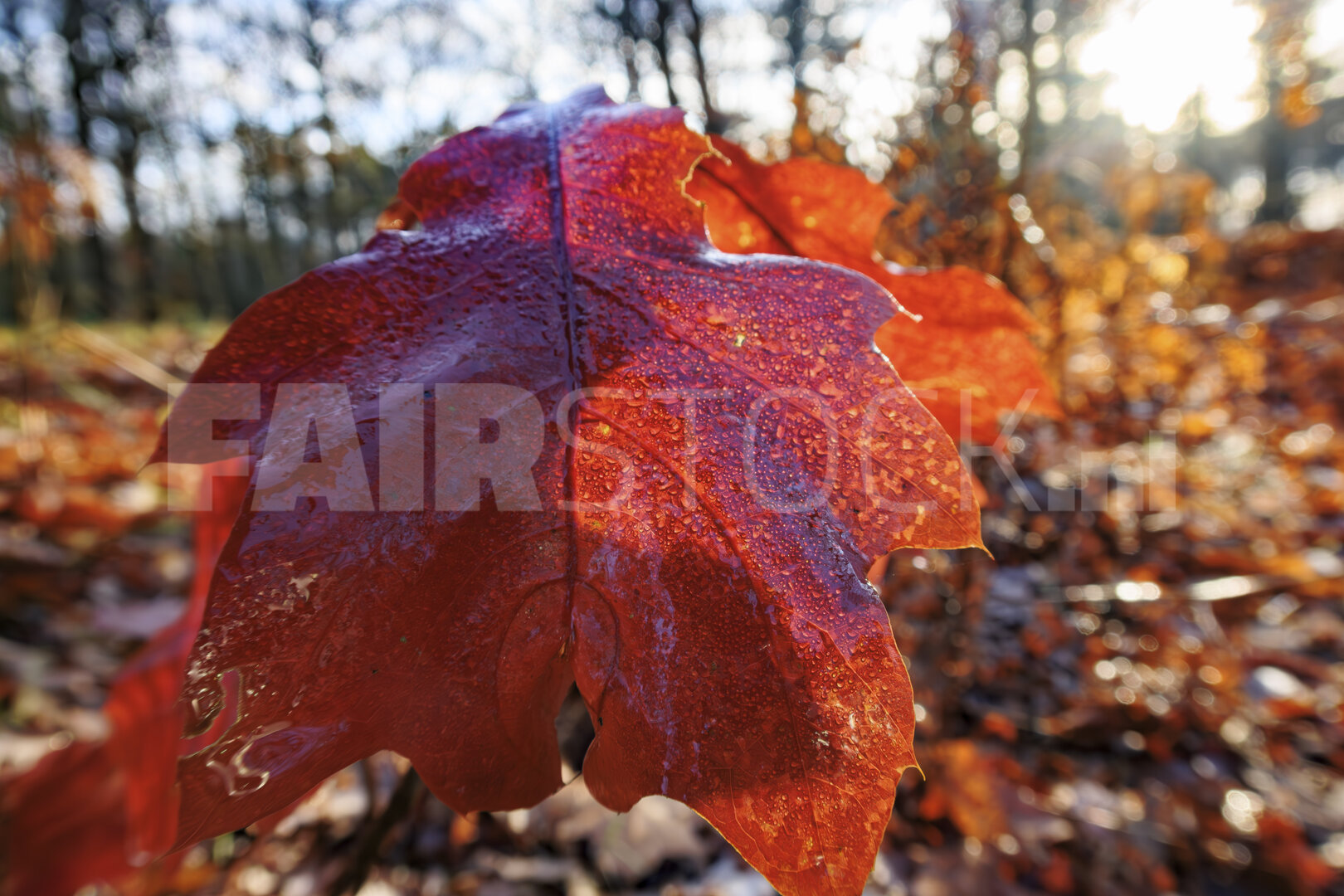 Herfstbladeren in seizoensovergang