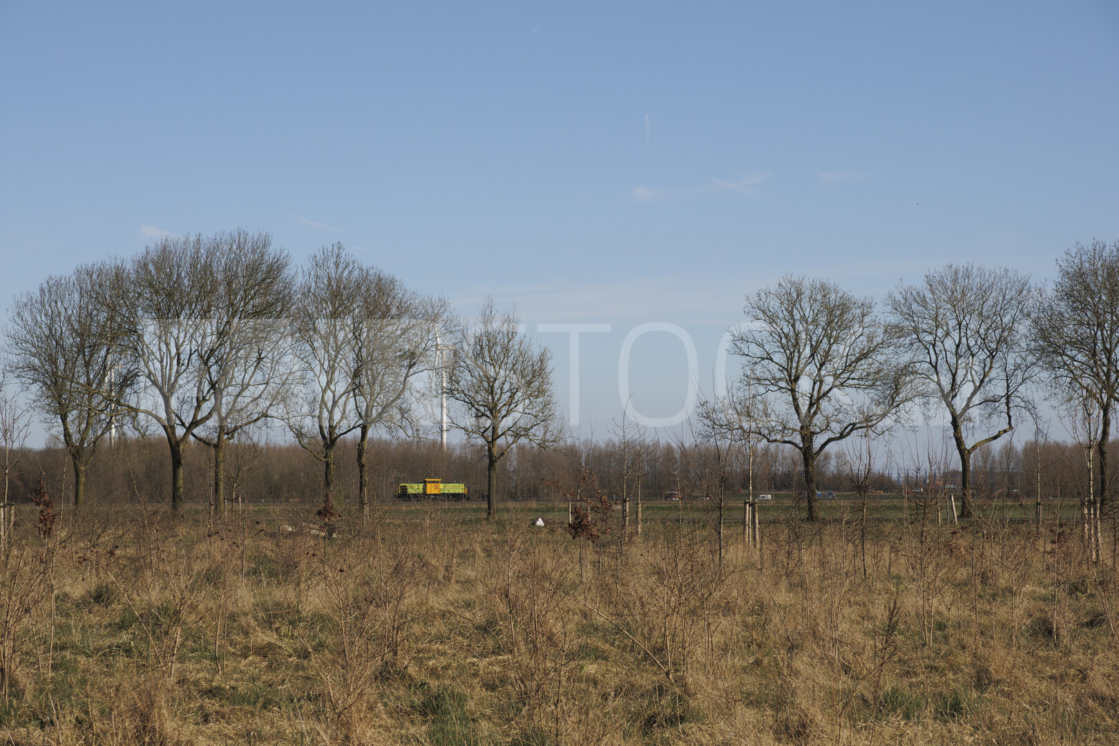 Rolling truck passes through a grassy field lined with bare tree