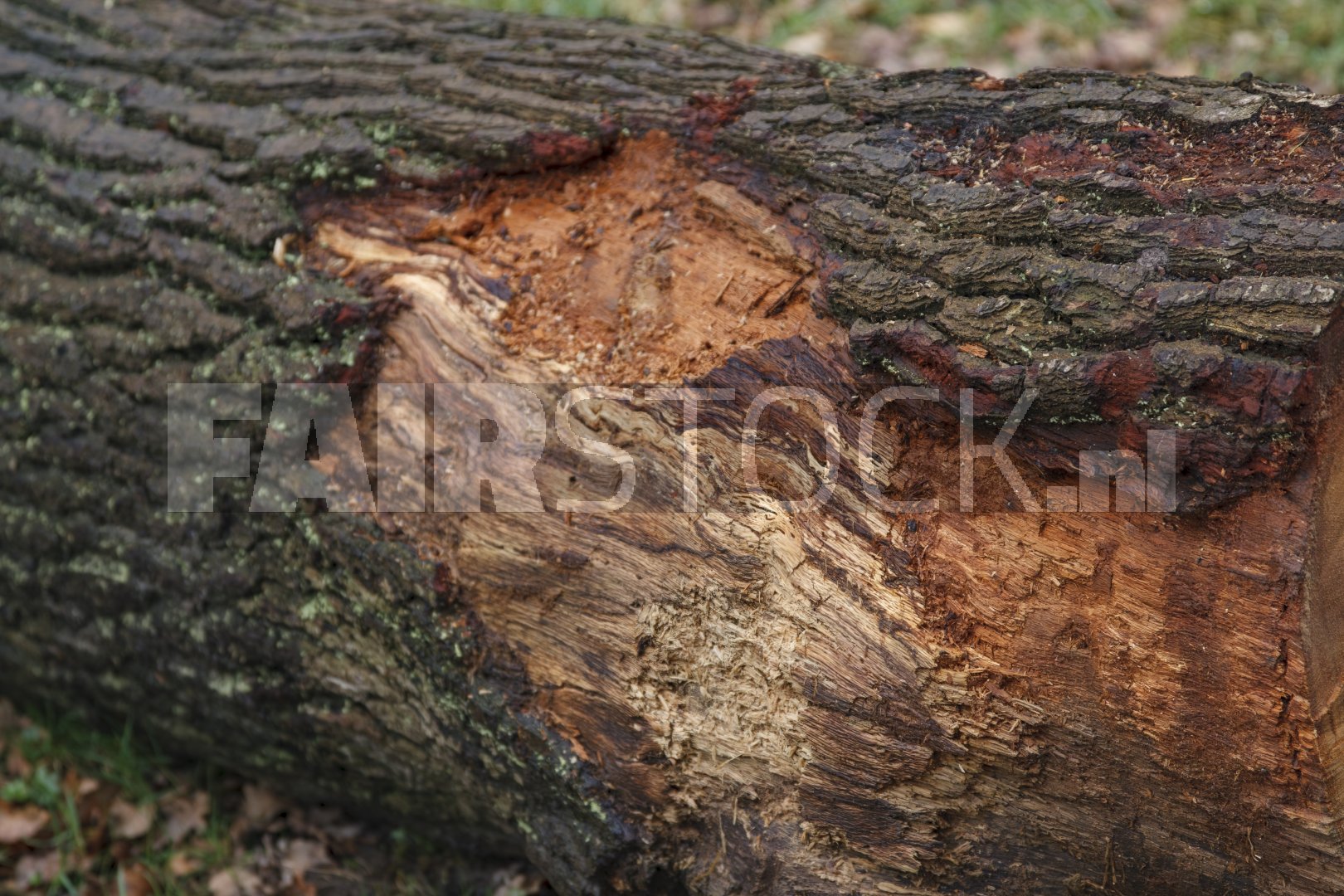 Close-up van vers gezaagde boomstam met houtnerf