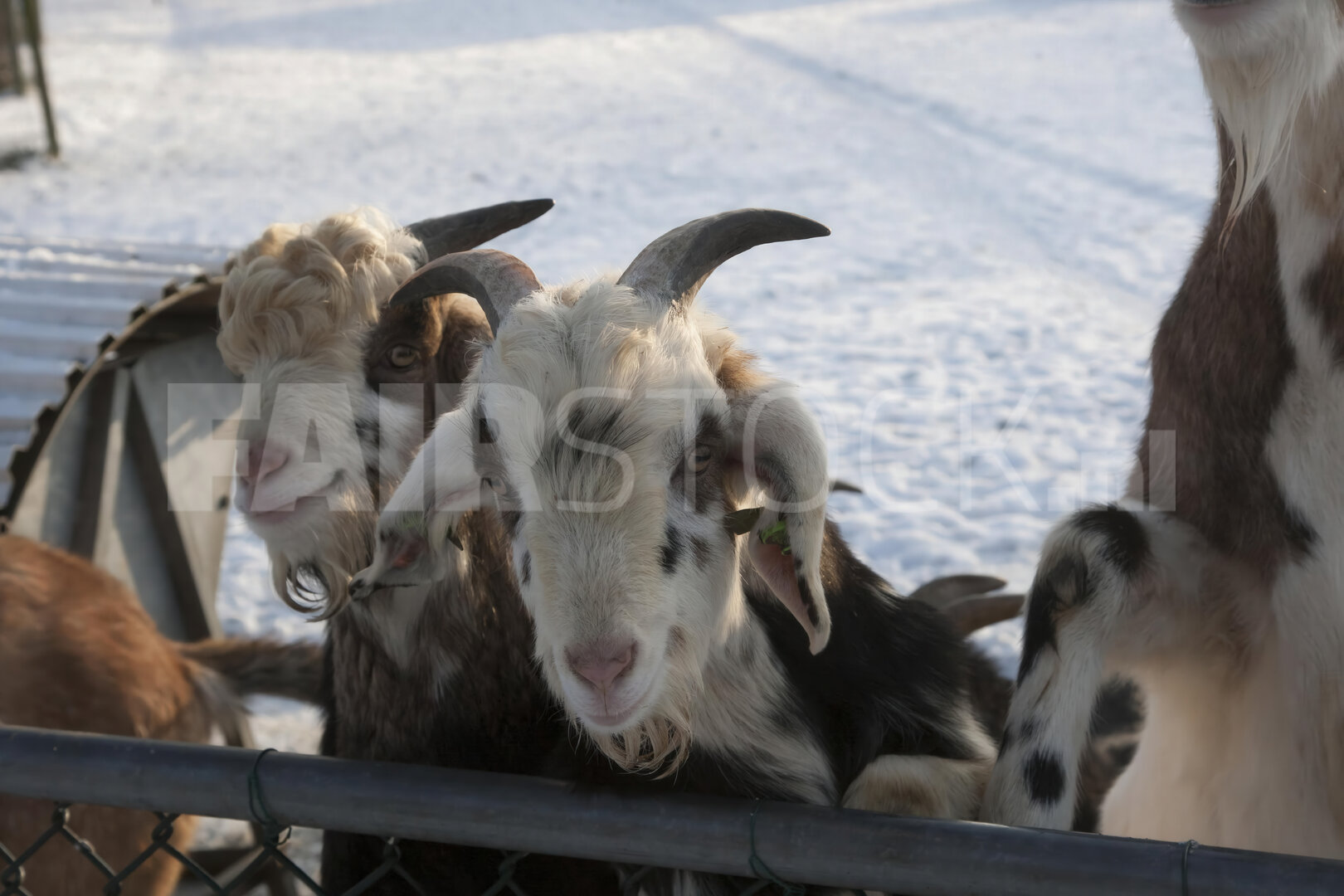 Geiten in interactie met bezoekers op kinderboerderij