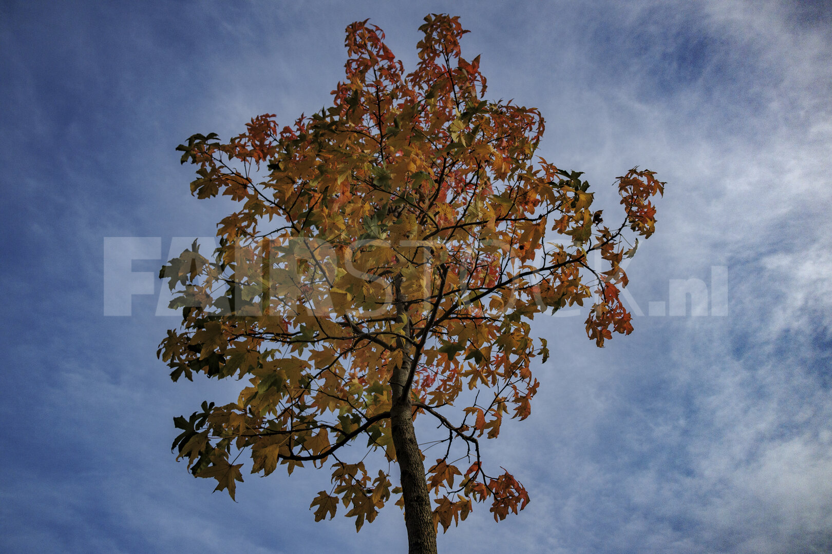Golden leaves shimmer under the sky in Noord-Brabant, Nederland 