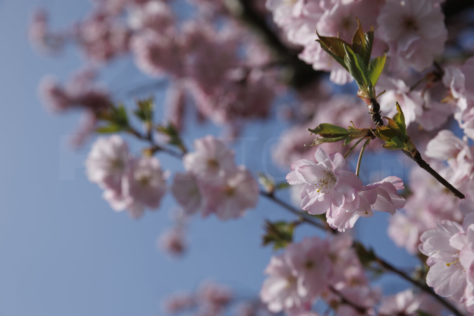 Kersenbloesem in bloei onder blauwe lucht in Noord-Brabant