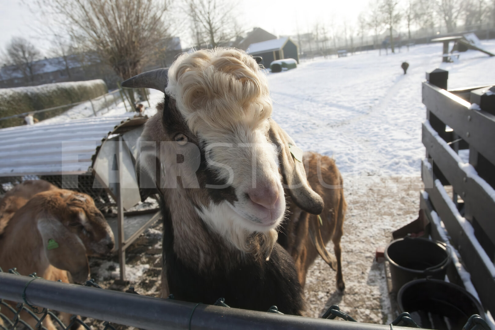 Geit in de kinderboerderij in de winter