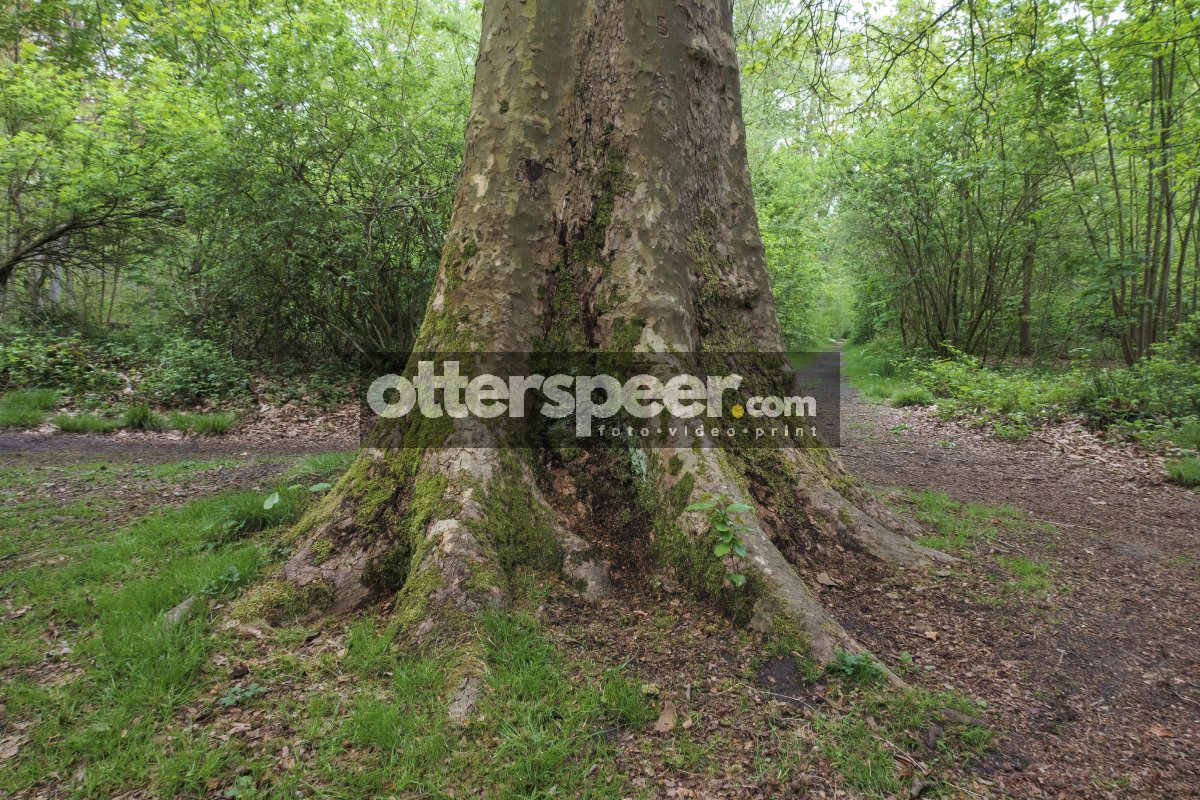 Vast tree trunk surrounded by lush greenery along a serene woodl