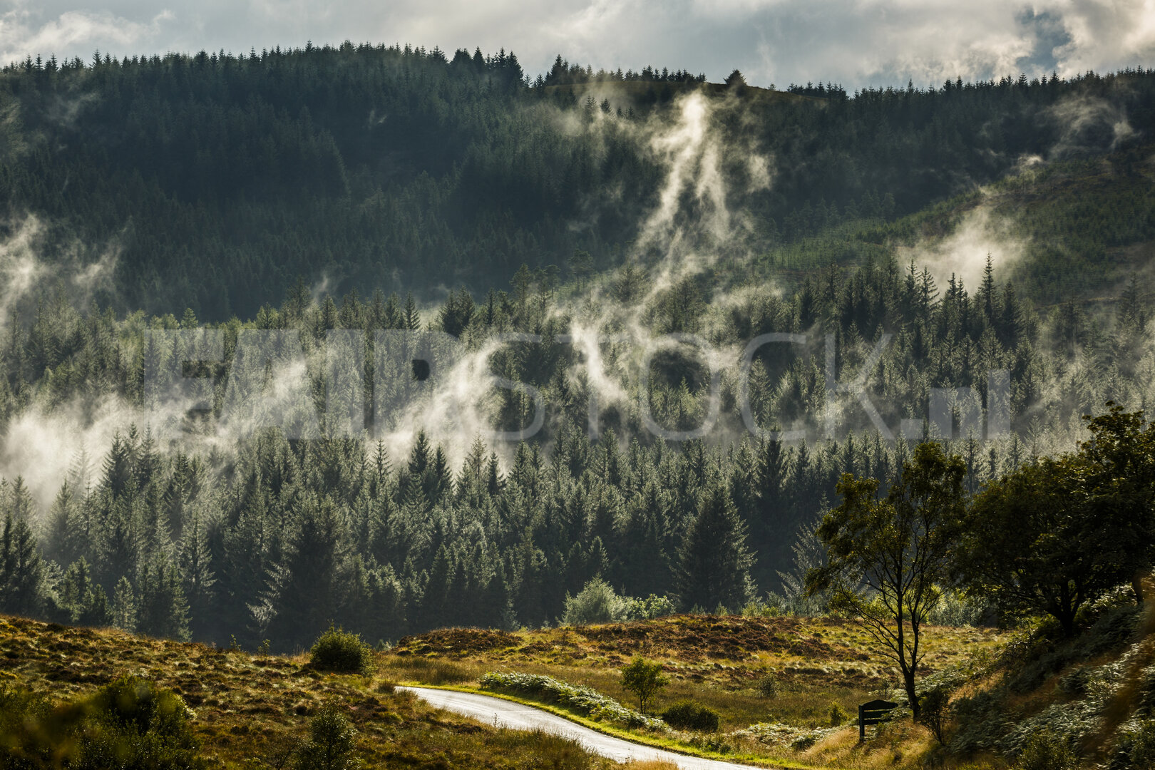 Mistige ochtend in het dichte bos
