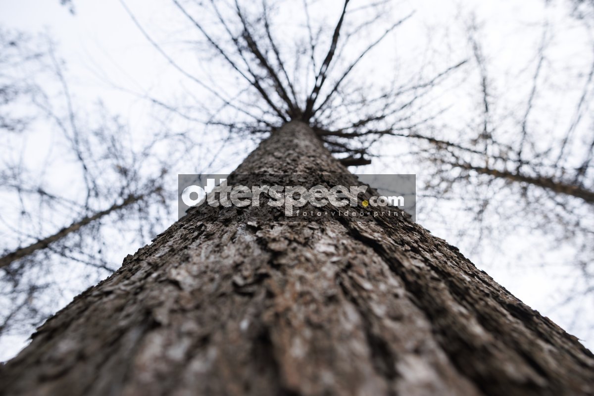 Hoge boom in bos onder bewolkte lucht