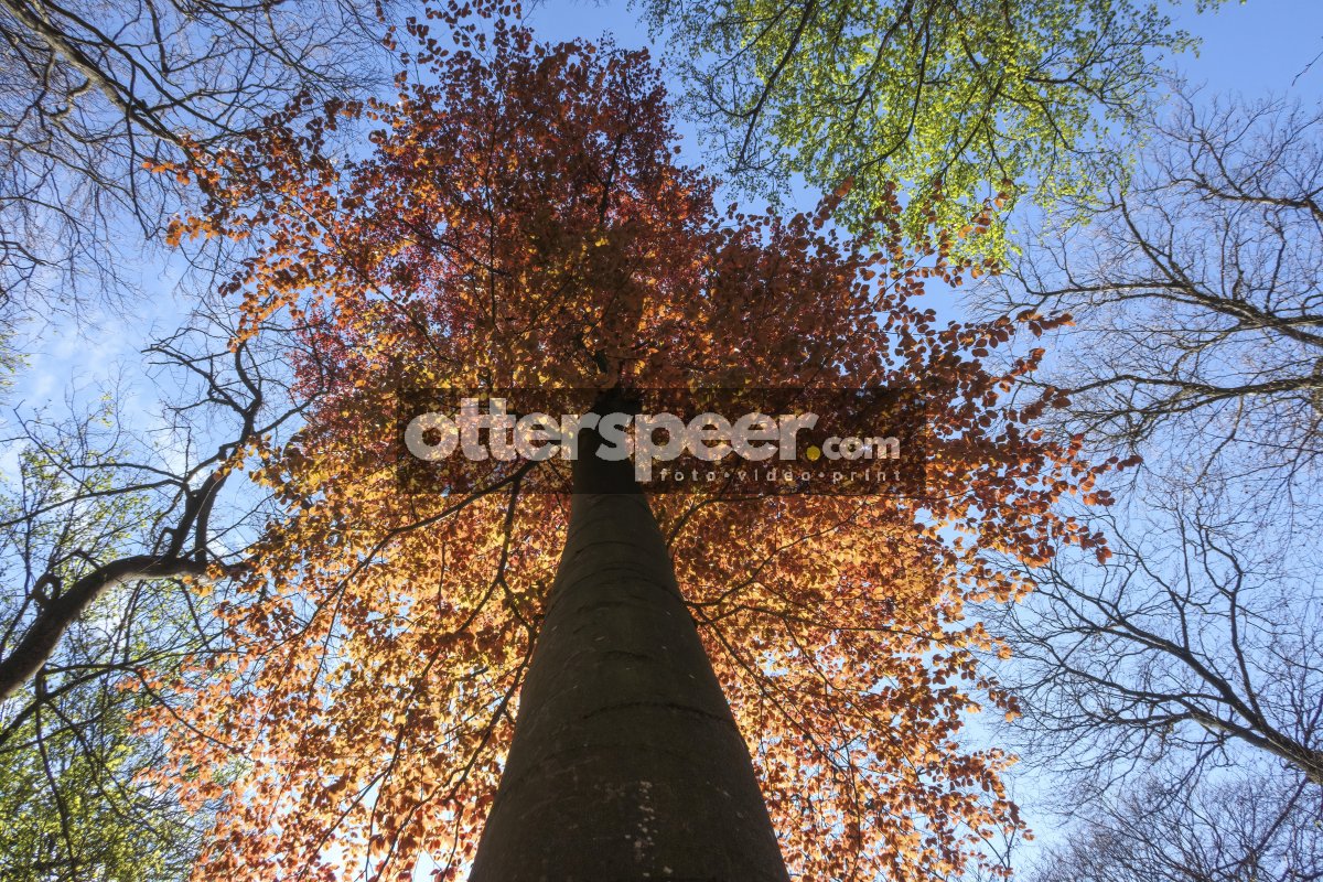 Vibrant autumn foliage seen from below a tall tree in a forest d