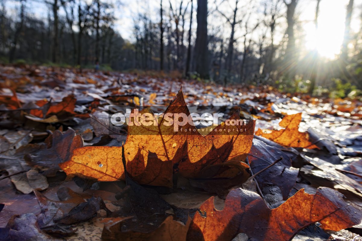 Herfstbladeren in bos met zonlicht