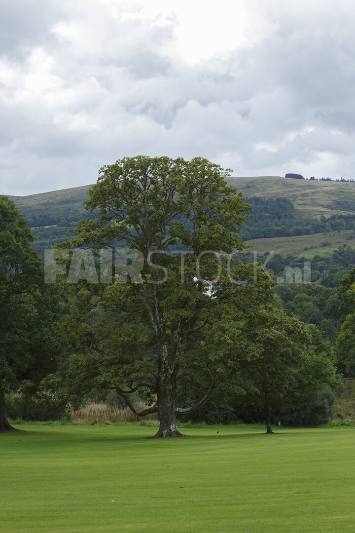 Eenzame boom op groene weide