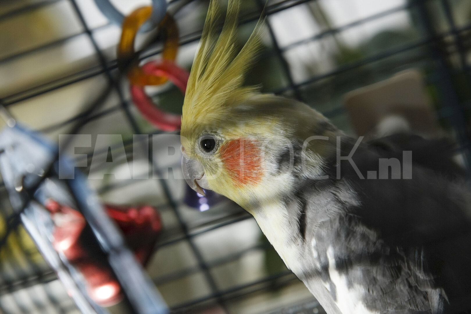 Nieuwsgierige valkparkiet in kooi