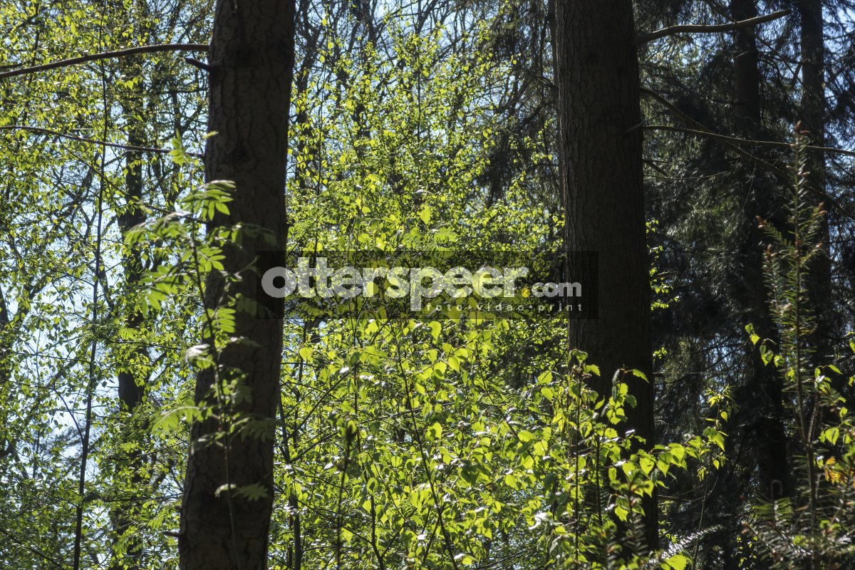 Sunlight filters through dense foliage in a vibrant spring fores