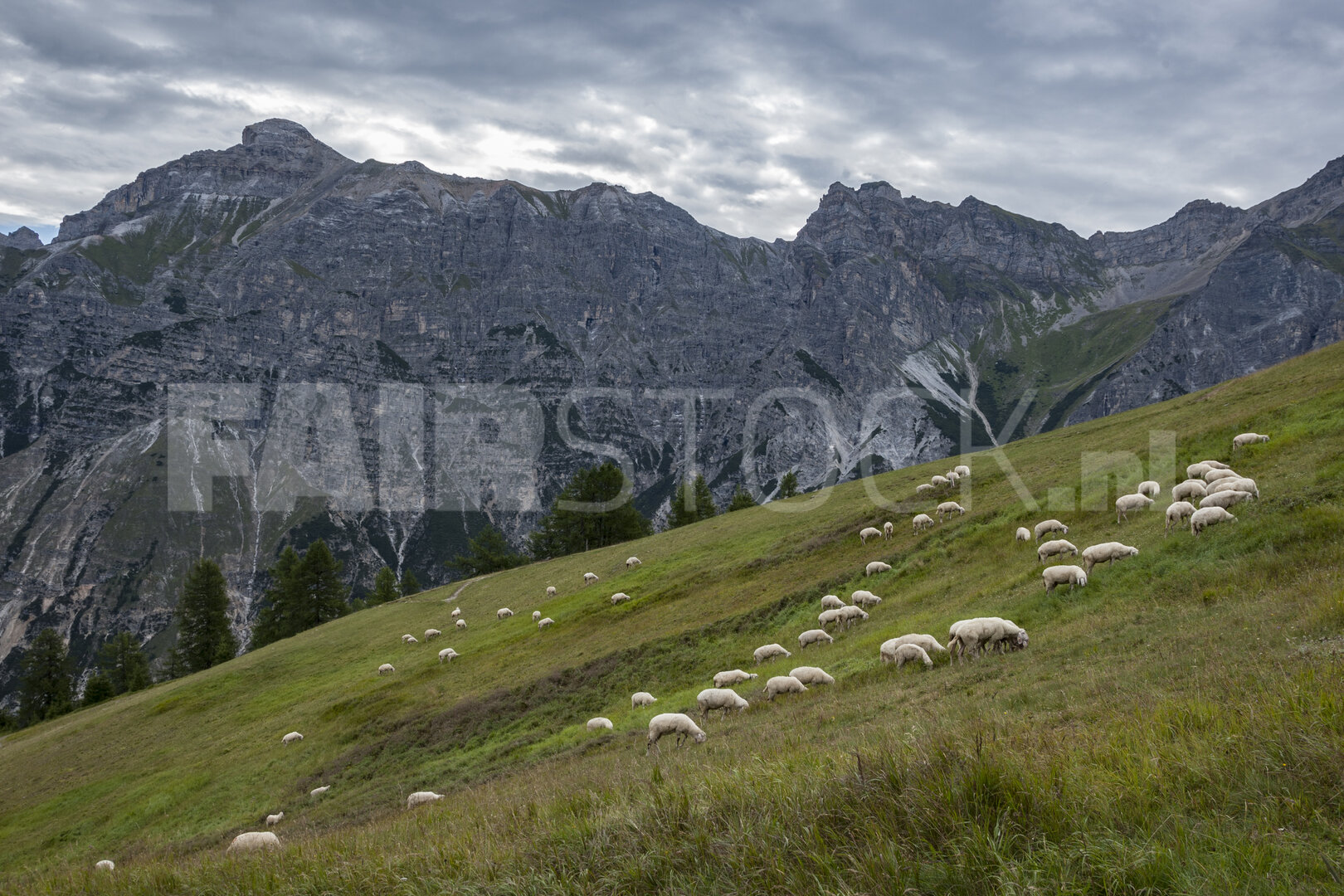 Schapen in de Oostenrijkse Alpen