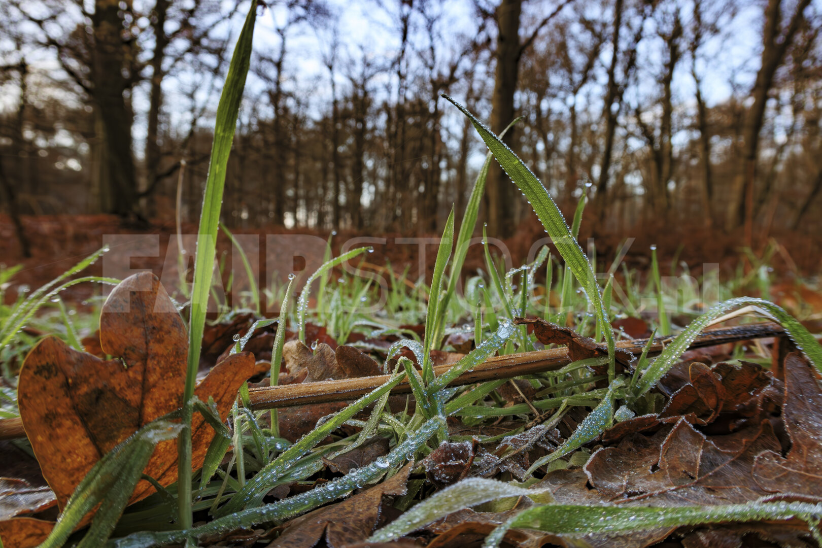Overgang herfst naar winter met rijpvorst