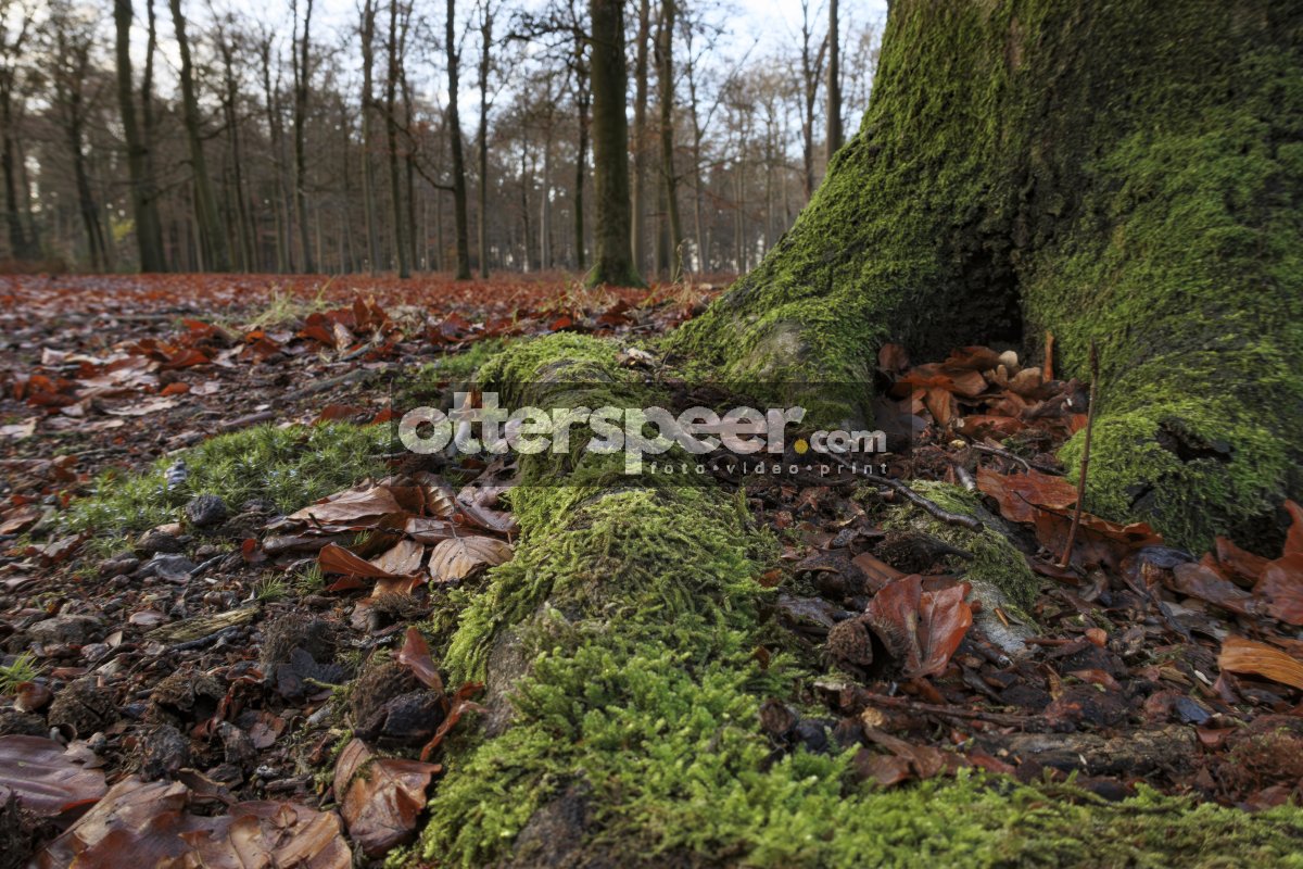 Mos en herfstbladeren in bos
