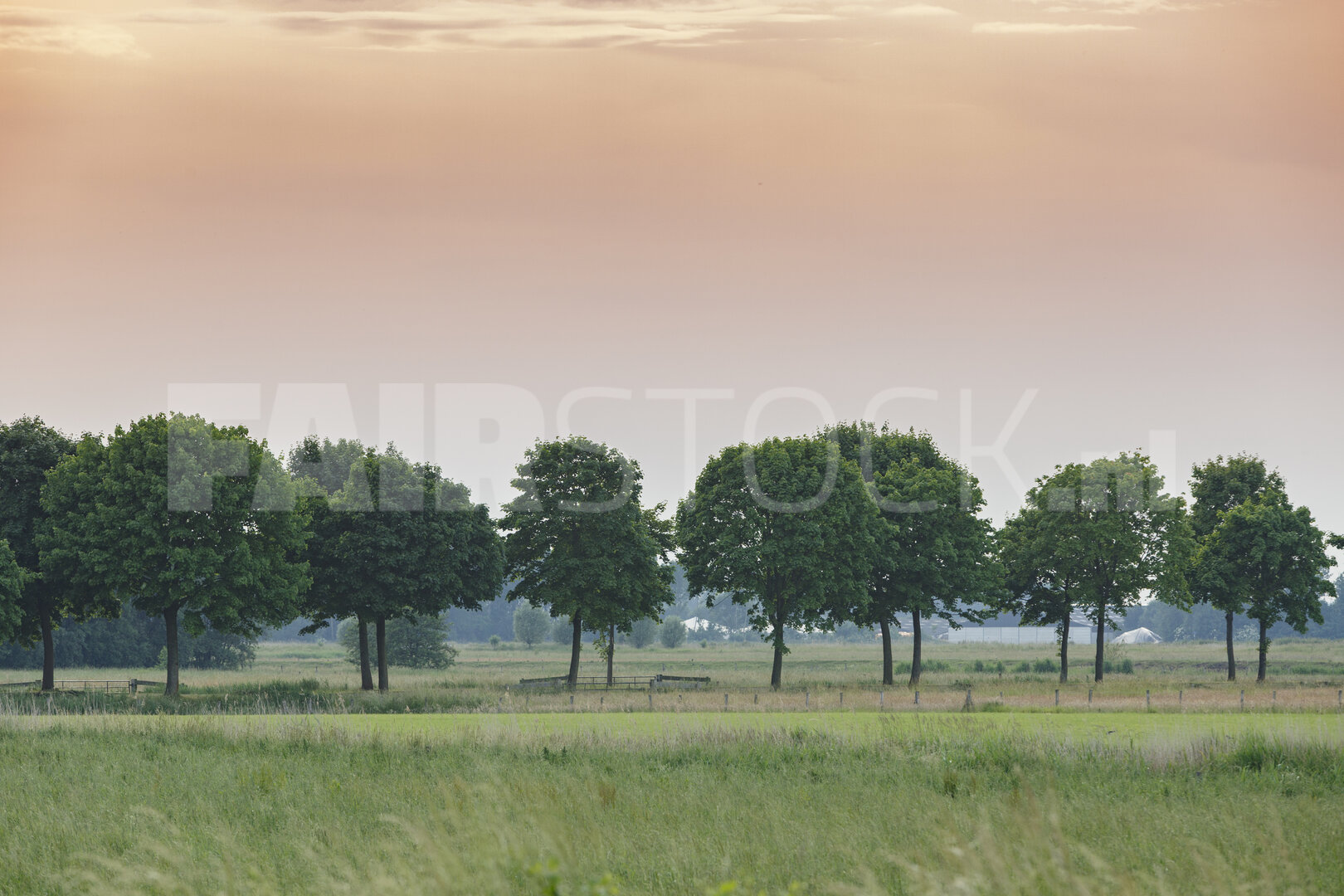 Weelderige bomen langs een sereen veld in de schemering