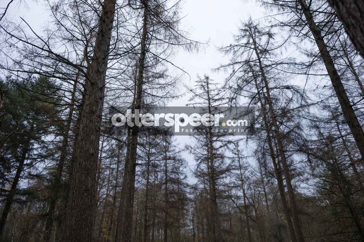 Kale bomen in winterbos tijdens schemering