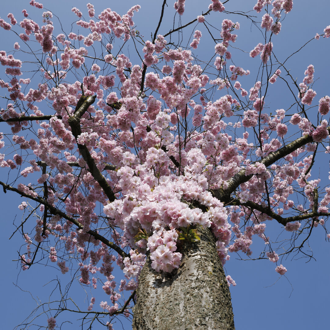Bloeiende kersenboom in Zevenbergen