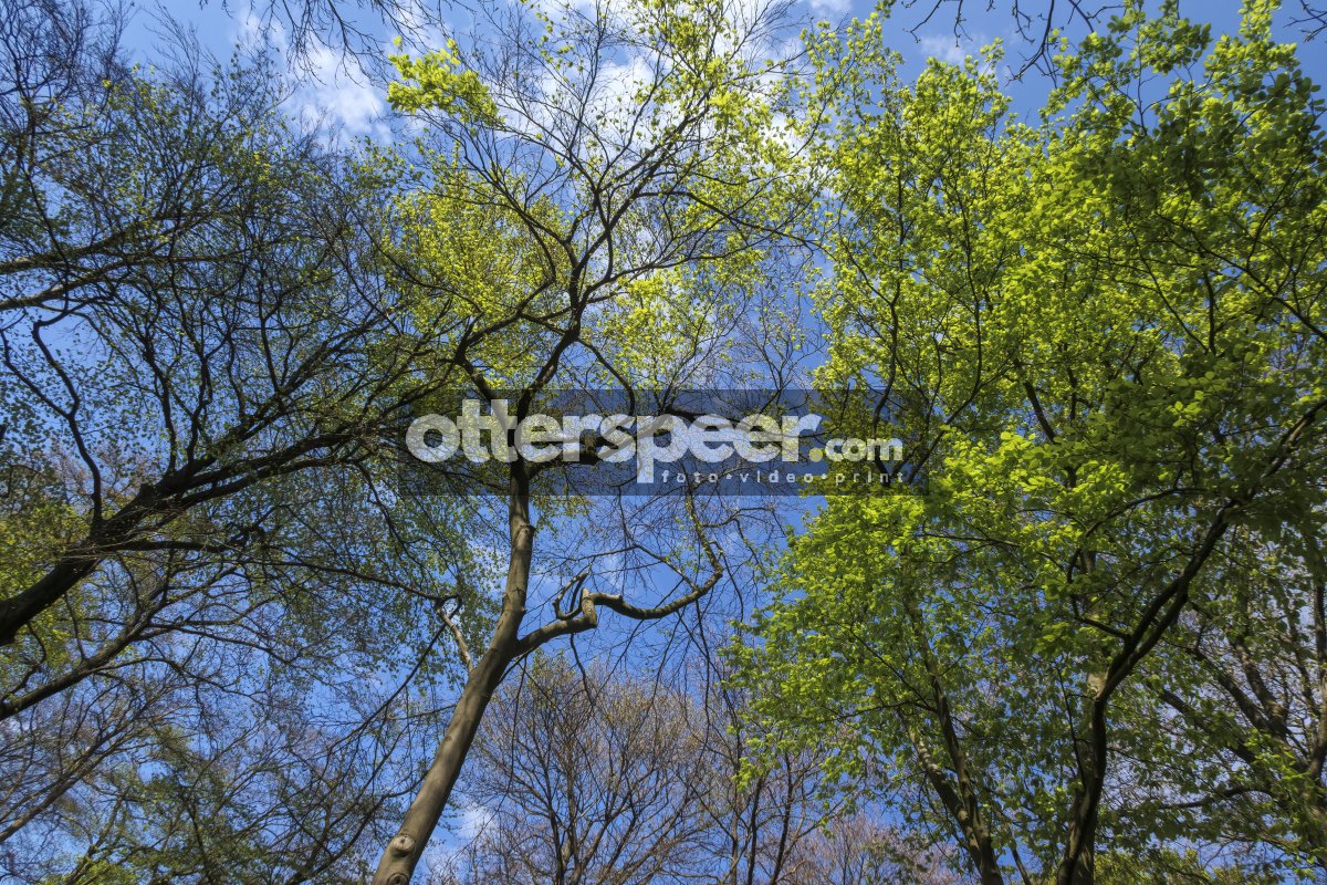 Vibrant green leaves contrast against a bright blue sky in a tra