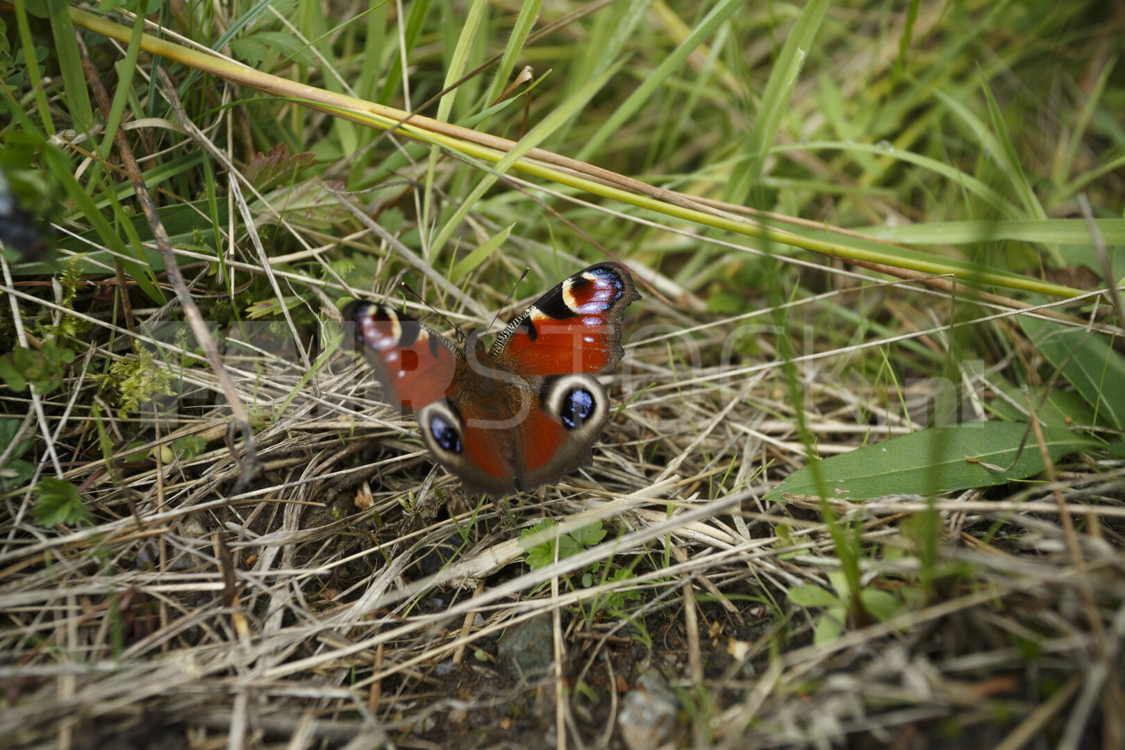 Pauwoogvlinder op grasgrond