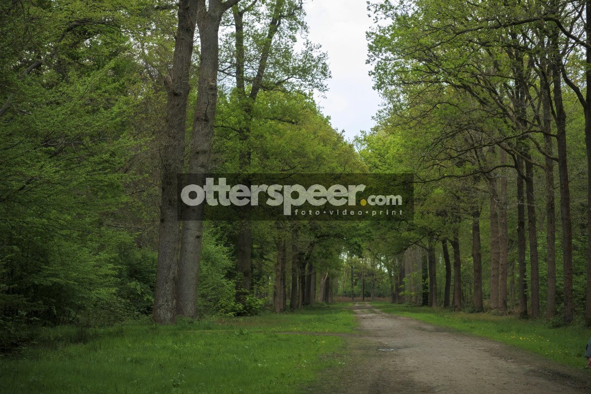 Lush green path through a tranquil forest with tall trees and a