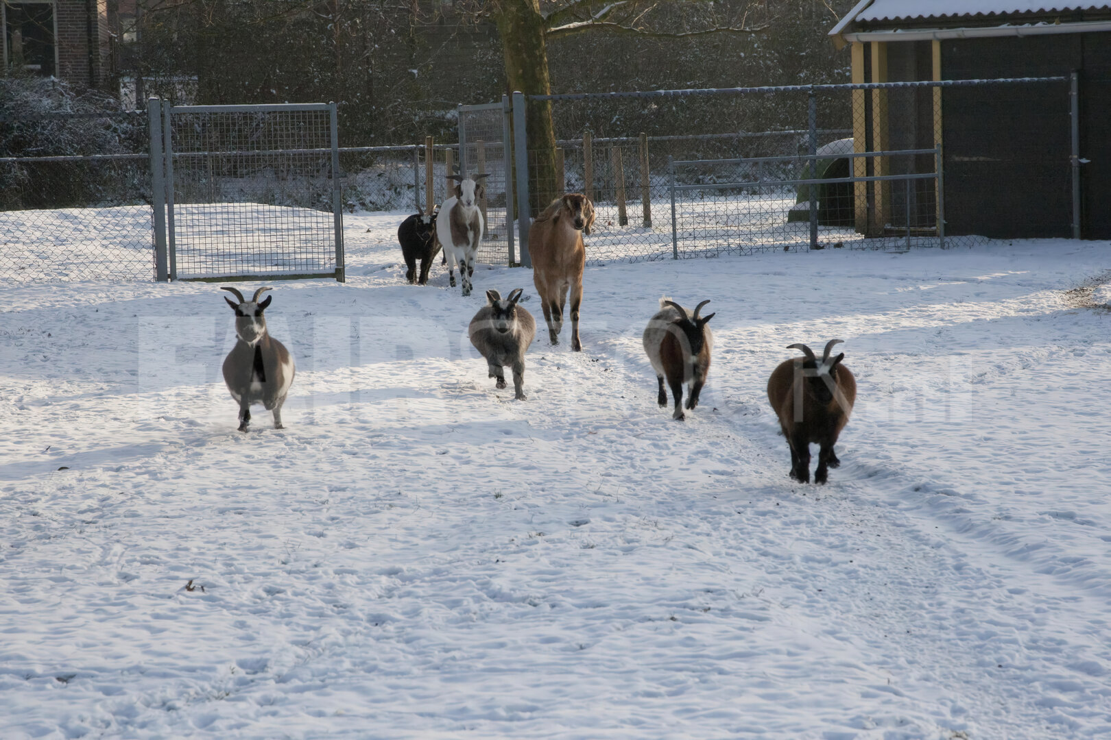 Spelende geiten en paarden in de sneeuw op kinderboerderij