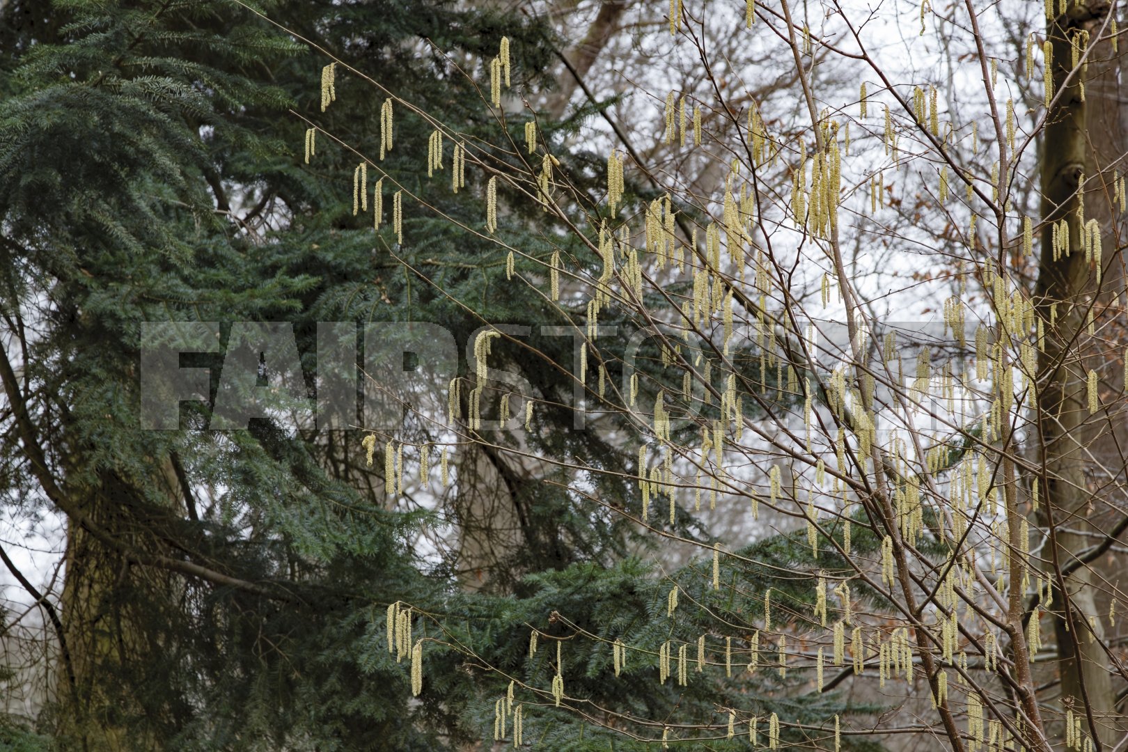 Lente ontwaakt in het bos met gele katjes