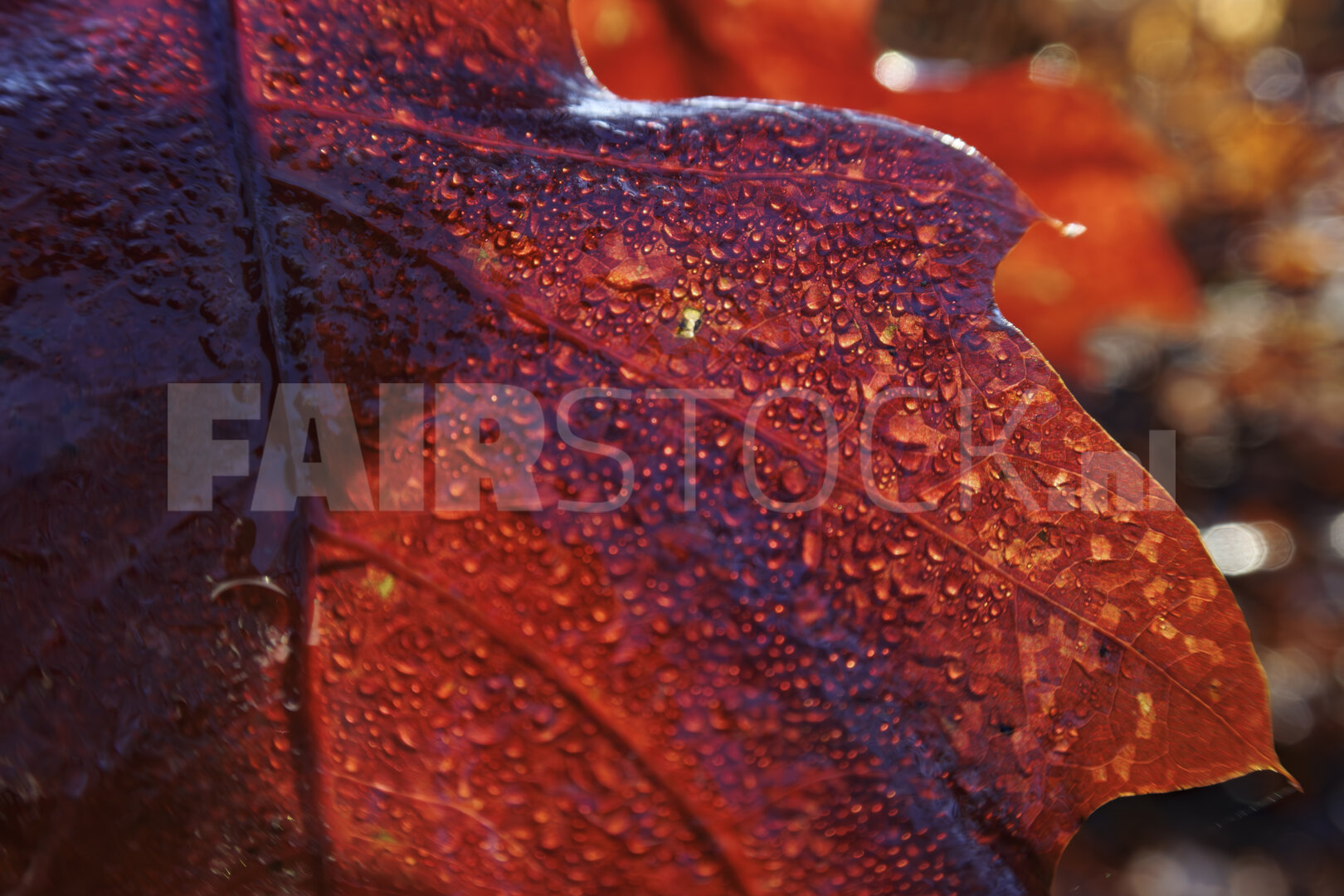 Herfst in glinsterende druppels