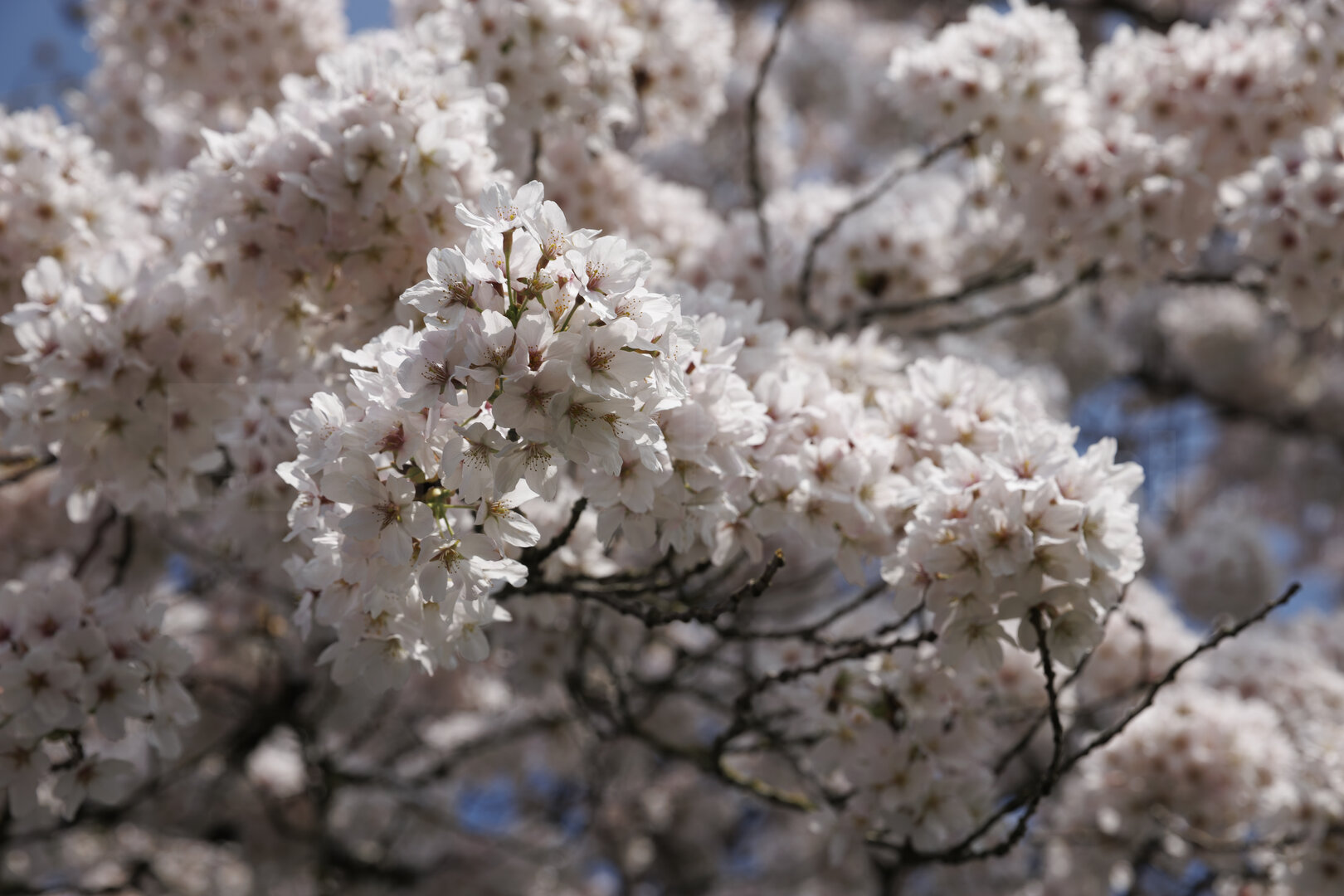 Bloeiende kersenbloesem in Zevenbergen, Noord-Brabant