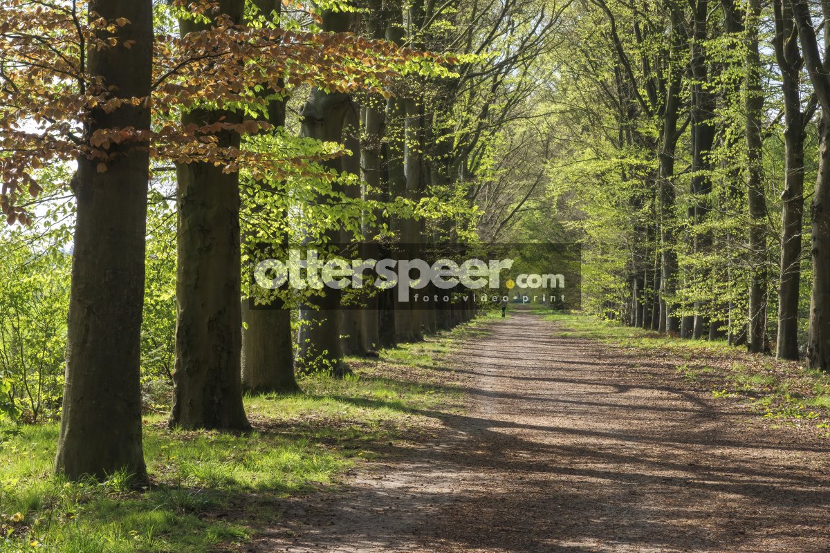 Sunlight filters through trees on a peaceful woodland path in sp