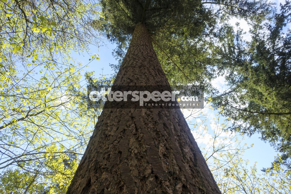 Tall tree towering over forest with blue sky peeking through gre