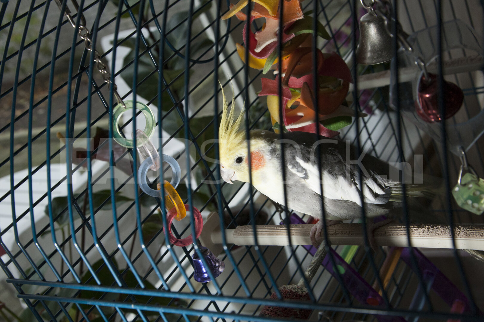 Nieuwsgierige valkparkiet in kooi