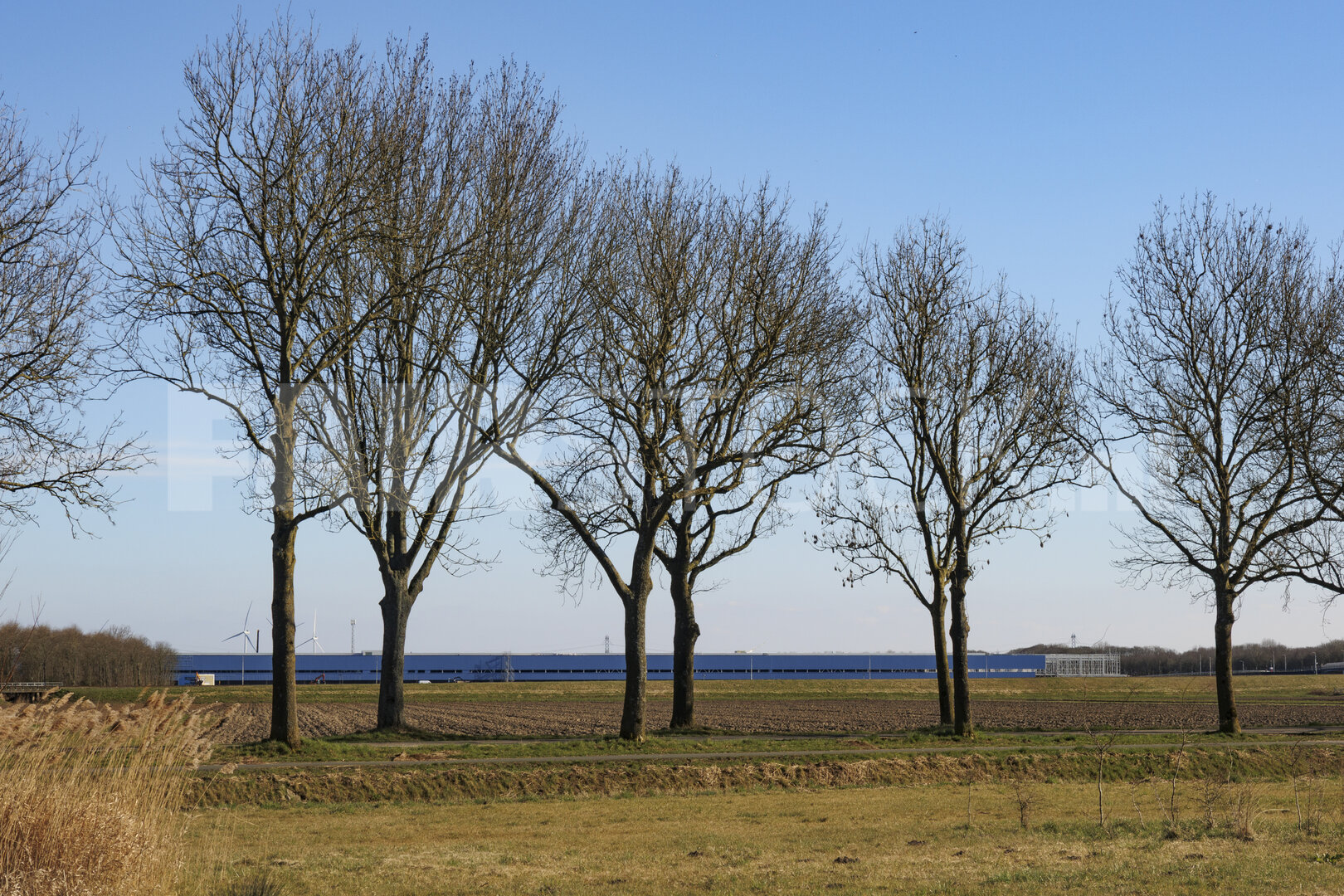 Green landscape with bare trees and distant large building on a