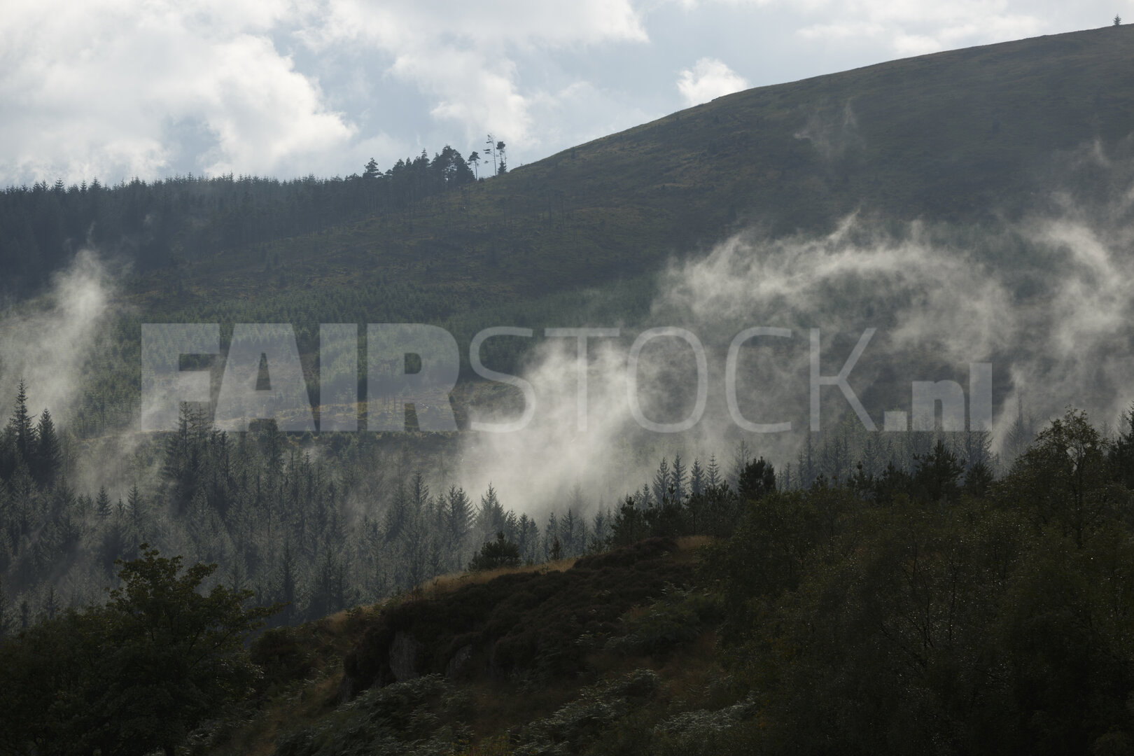 Mistig boslandschap onder bewolkte hemel