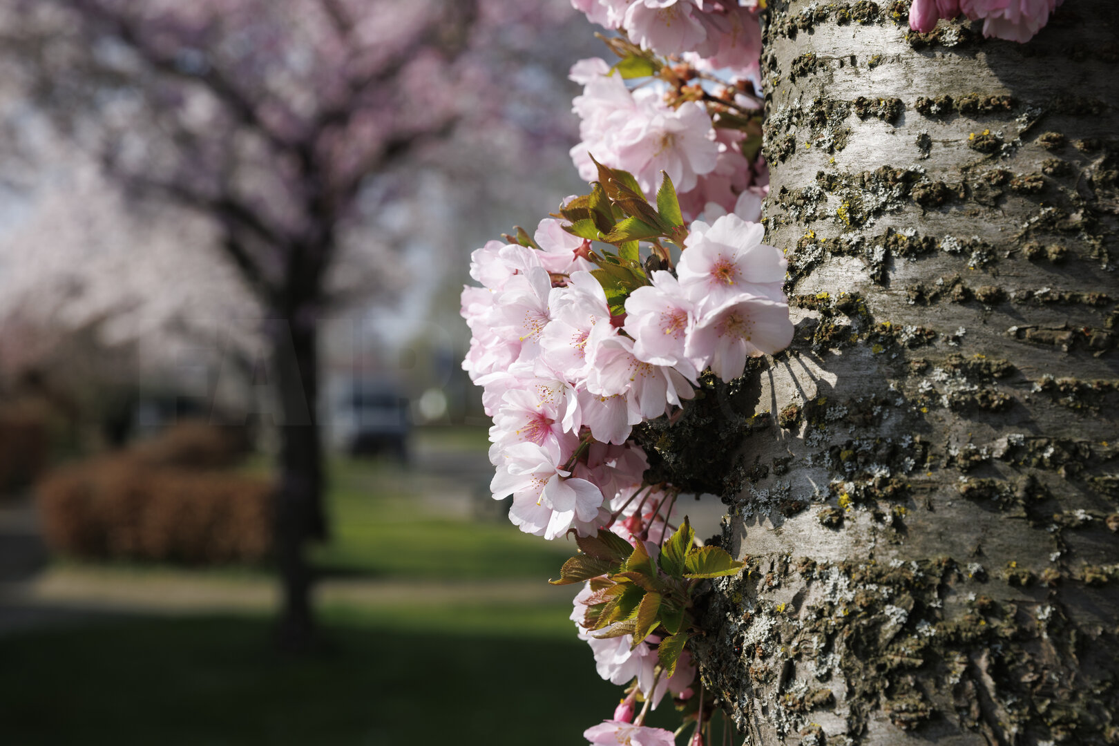 Kersenbloesem op boomstam in Zevenbergen