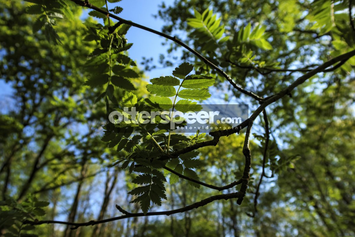 Sunlight filters through lush green leaves in a serene forest du