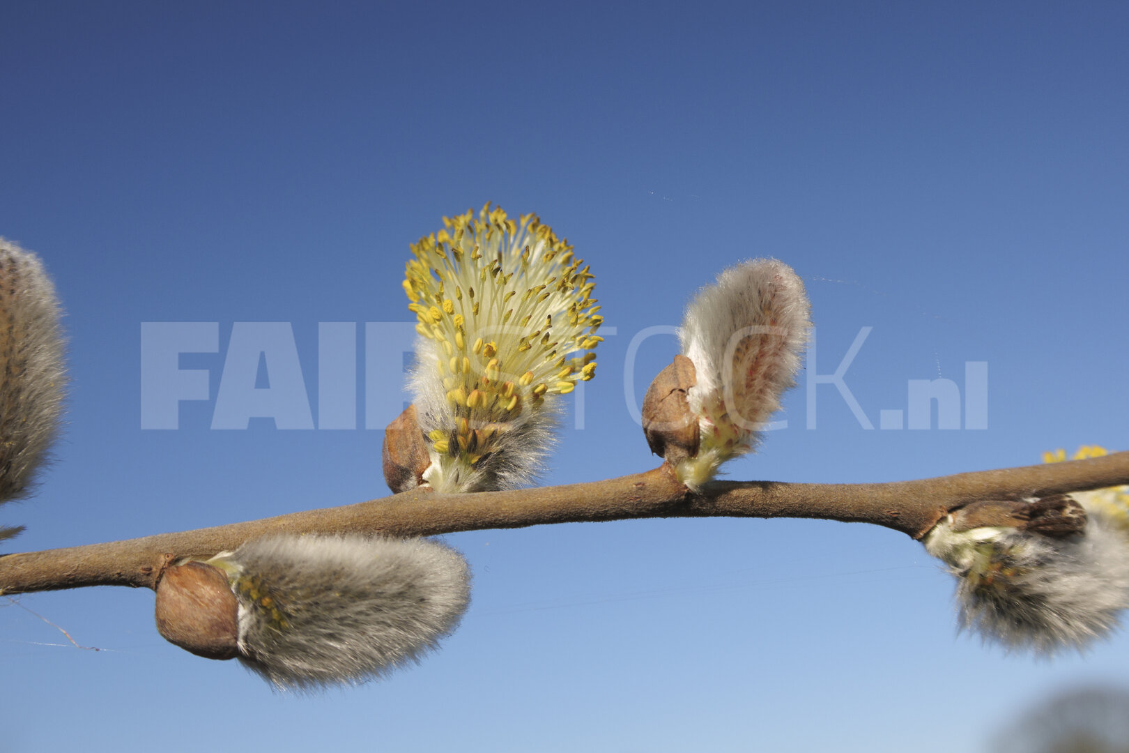 Blossoming willow catkins against a clear blue sky during spring