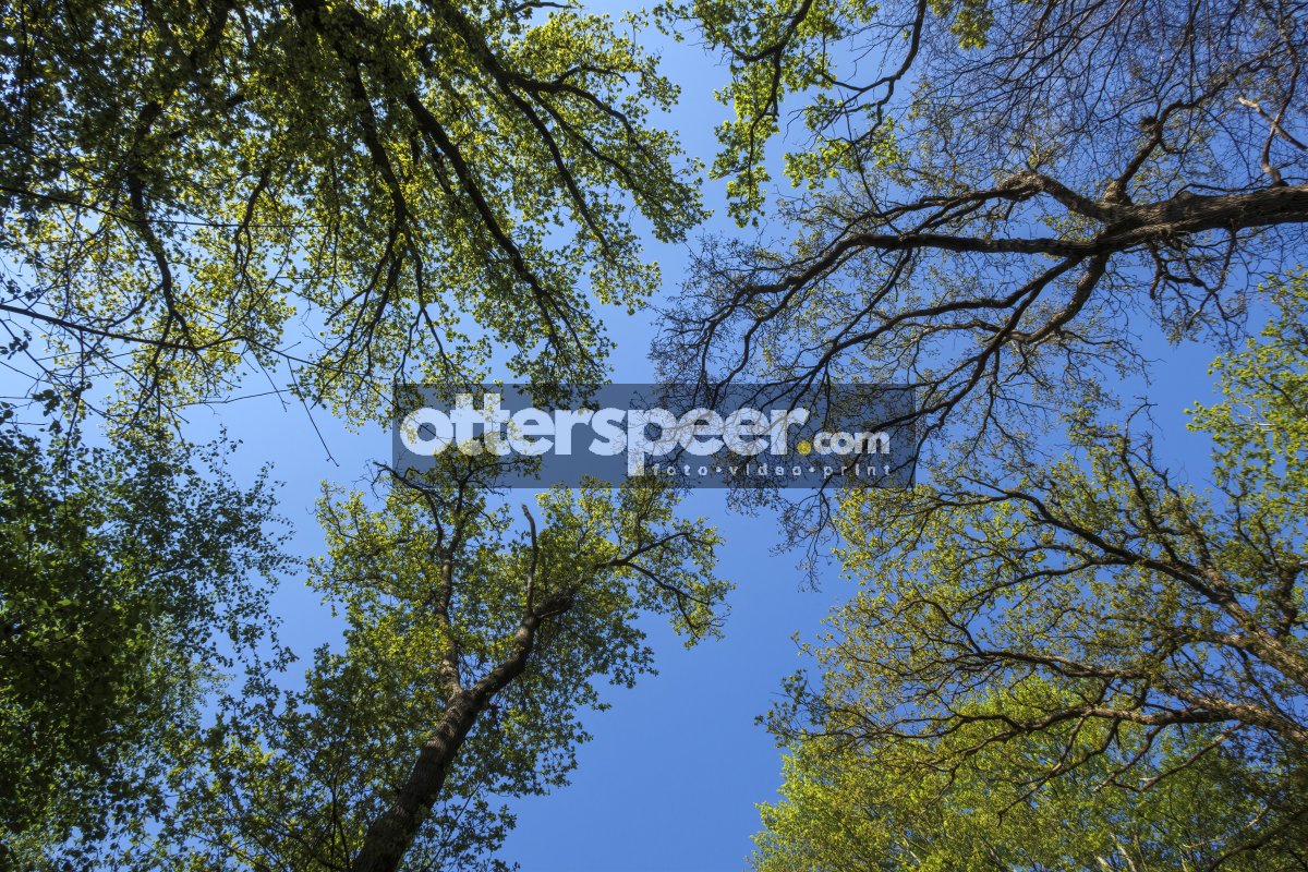 Looking up at the vibrant canopy of trees under a clear blue sky