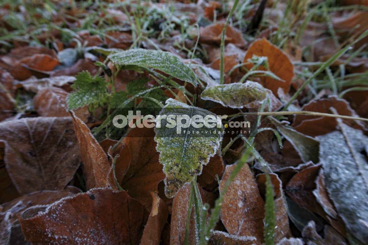 Bevroren bladeren in de ochtend