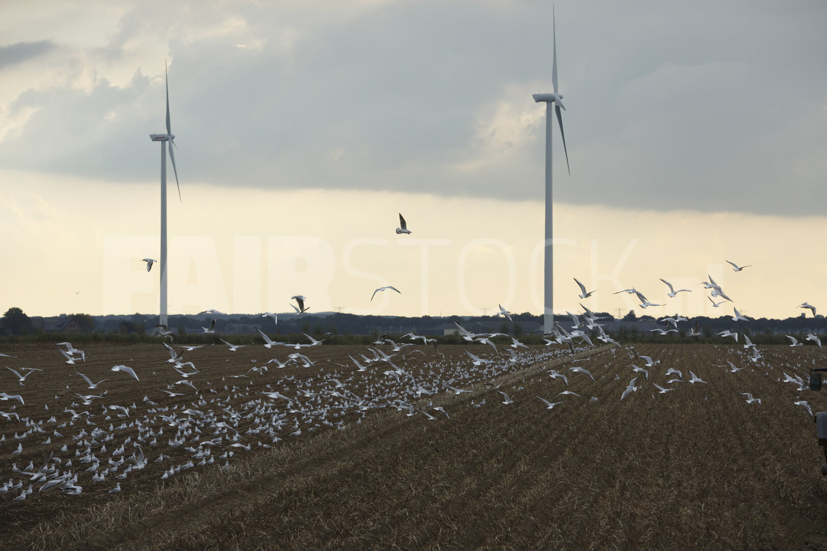 Vogelvlucht boven een geoogst veld