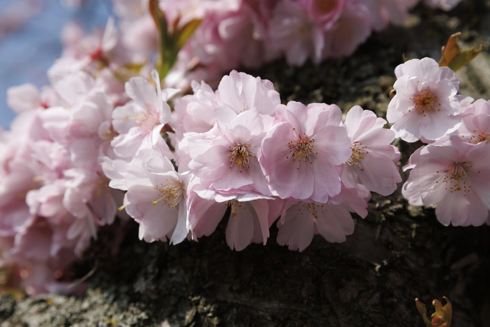 Kersenbloesem in volle bloei in Noord-Brabant