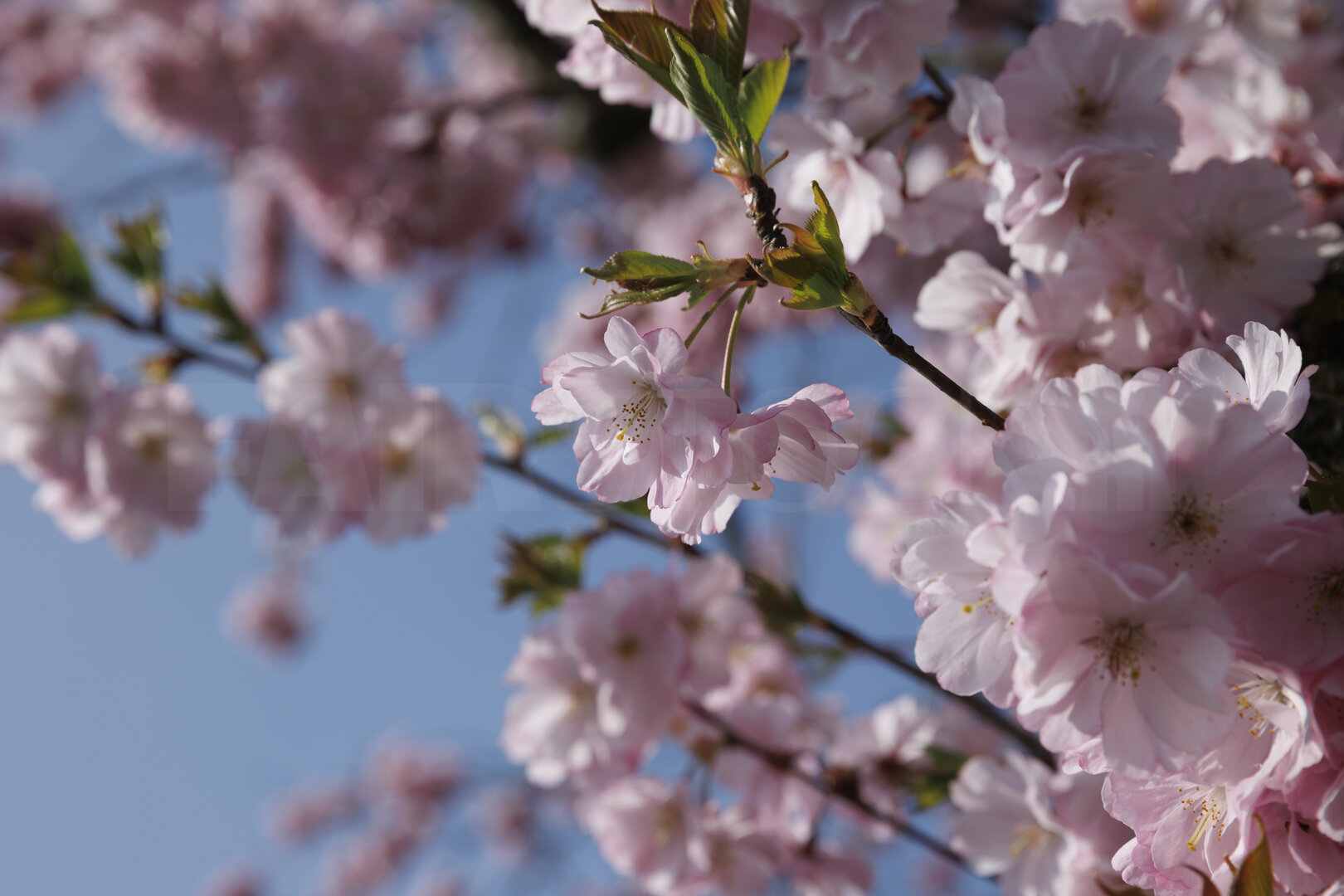 Roze kersenbloesem in Zevenbergen, lente