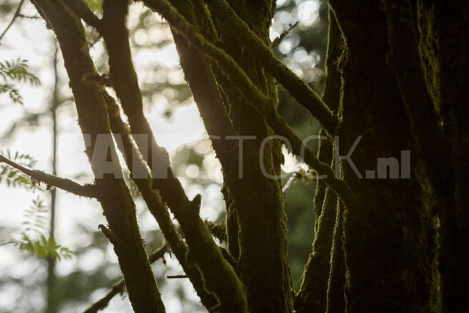 Zonlicht door mosbegroeid bos