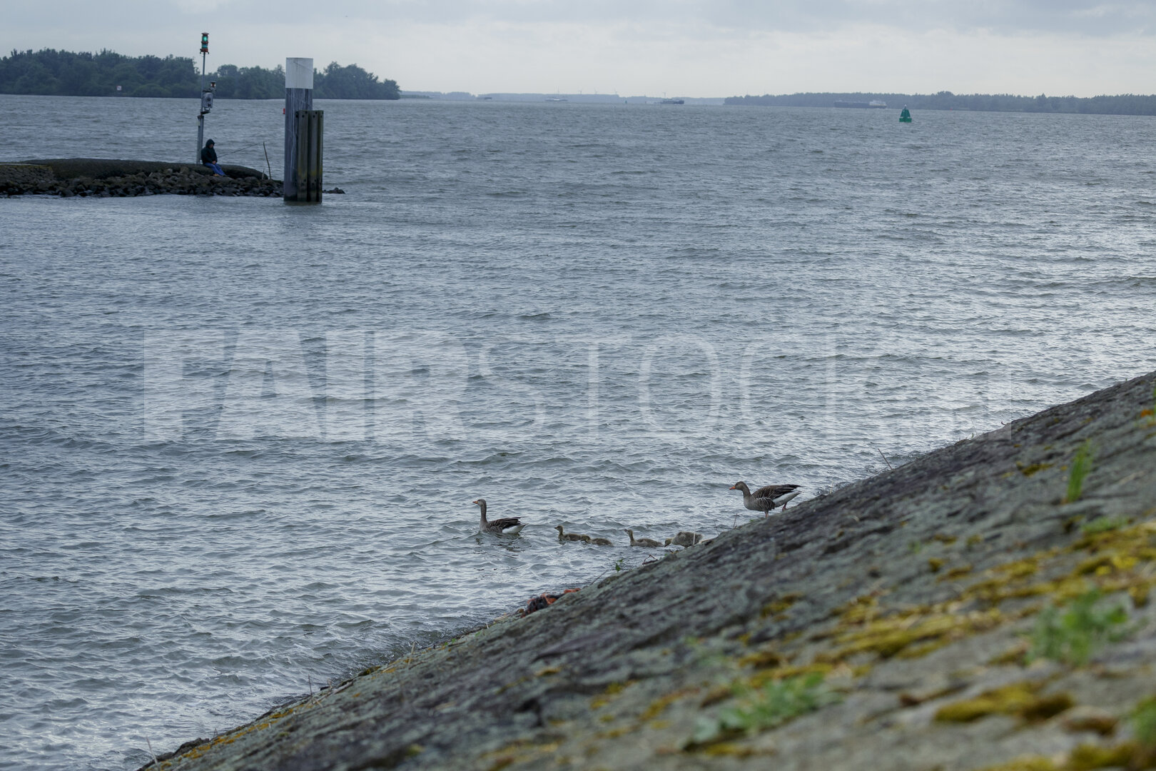 Eenden bij rotsachtige wateroevers